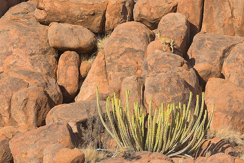 Gut getarnter Klippspringer